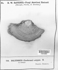 Trametes ectypa image